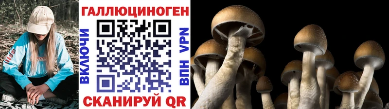 Псилоцибиновые грибы Cubensis Михайловск